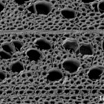 استفاده از چوب با منافذ باریک برای تبدیل آب شور به شیرین