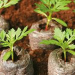 ساخت گلدان‌های کامپوزیتی زیست تخریب پذیر جهت تولید نهال و نشا