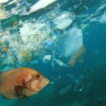 انتشار نخستین گزارش سالانه پیشرفت اقتصاد جدید پلاستیک