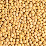 بسته بندی زیست تخریب پذیر بر پایه سویا برای کاهش ضایعات پلاستیک و مواد غذایی