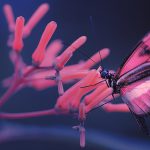 چاپ رنگی با پلیمرهای با قابلیت عکس برداری