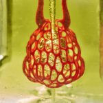 چاپ 3 بعدی شبکه‌های عروقی با استفاده از پلیمر مایع حساس به نور