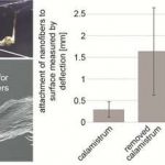 تولید پوشش های نچسب با الهام از عملکرد پای نوعی عنکبوت